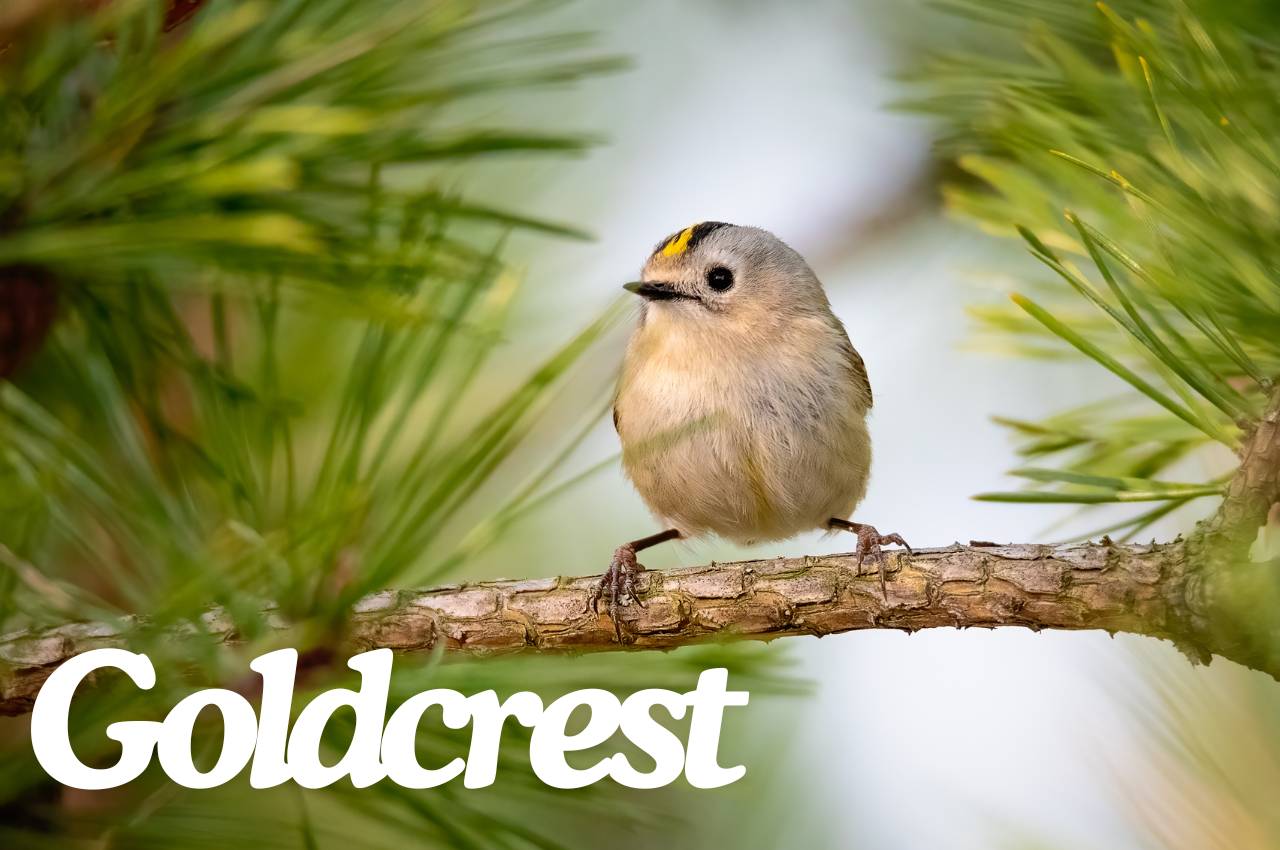 beakybites-goldcrest-bird-facts